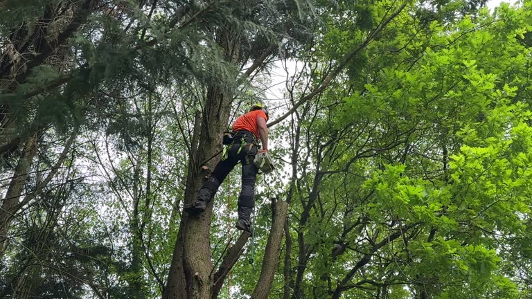 Best Hedge Trimming  in Harbor Beach, MI