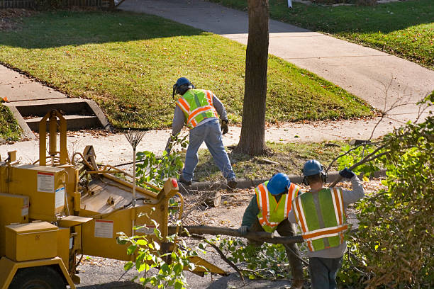 How Our Tree Care Process Works  in  Harbor Beach, MI